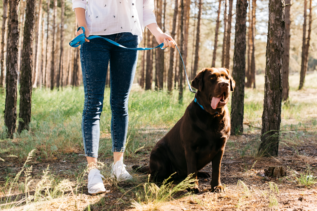 How Leashes Improve Outdoor Safety