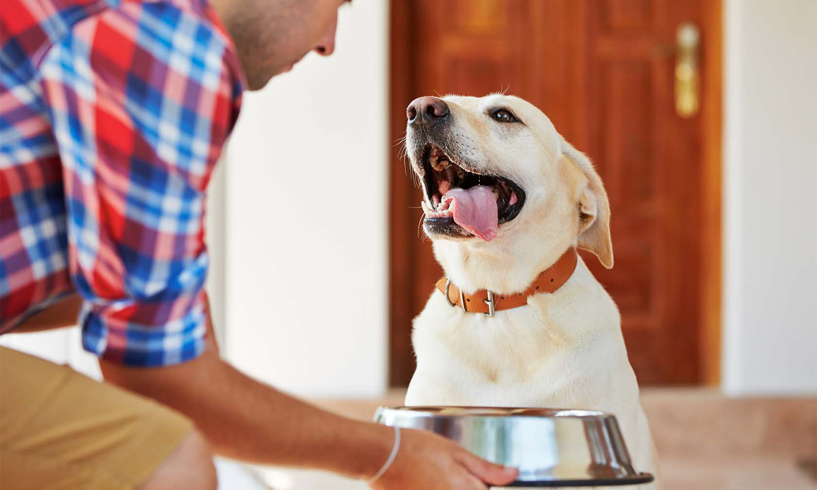 Feeding Your Pet the Right Way
