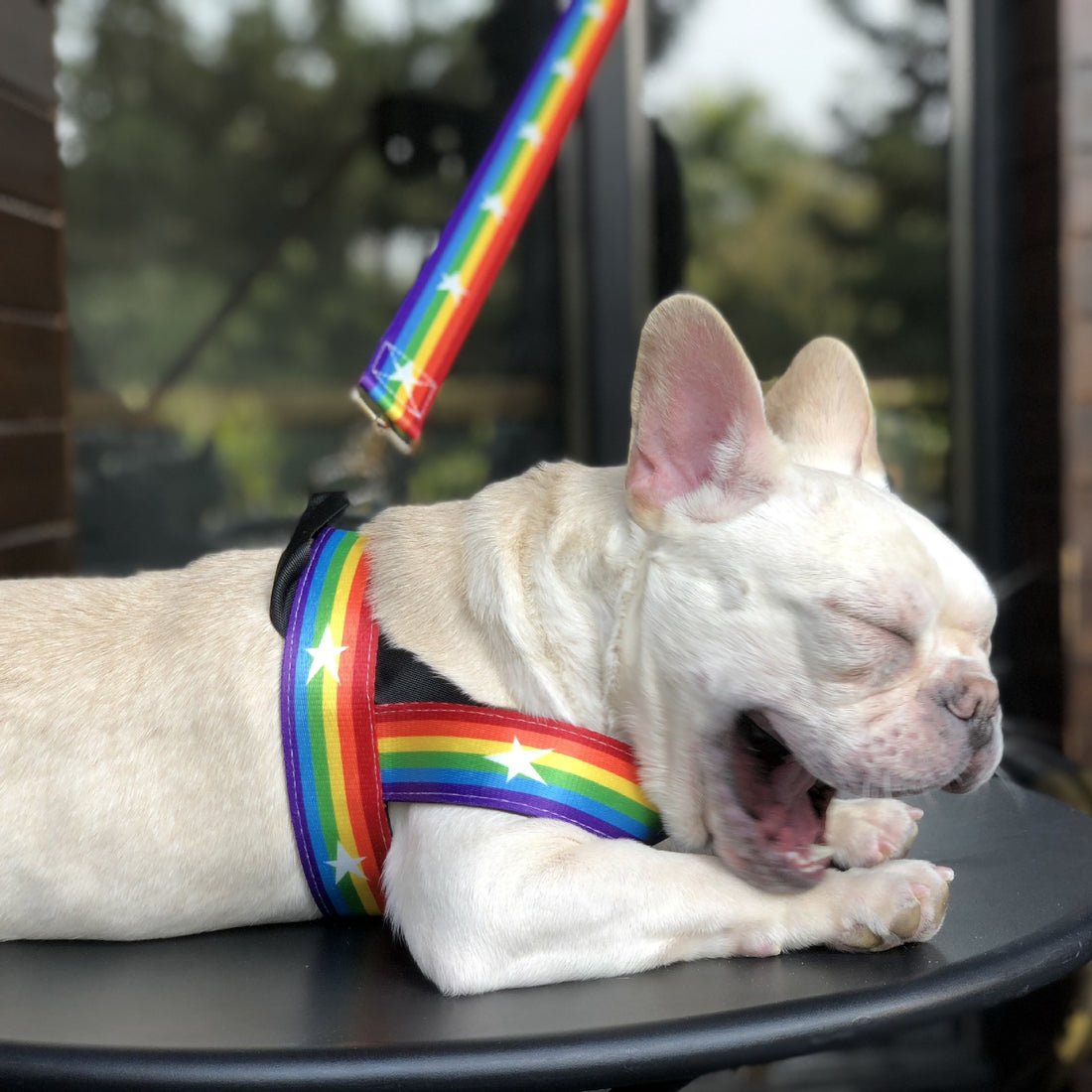 Rainbow Color Pet Chain Leash