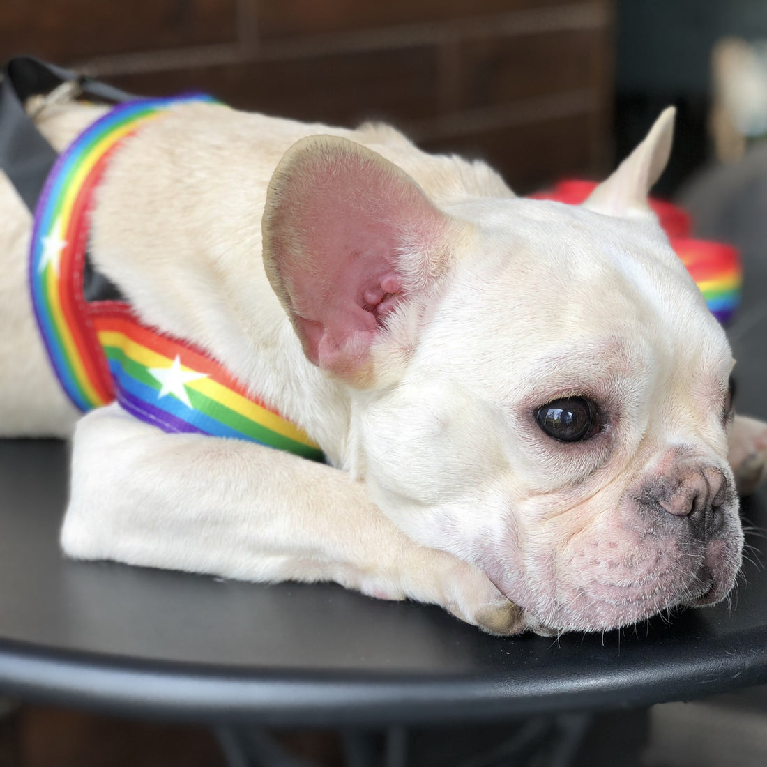 Rainbow Color Pet Chain Leash