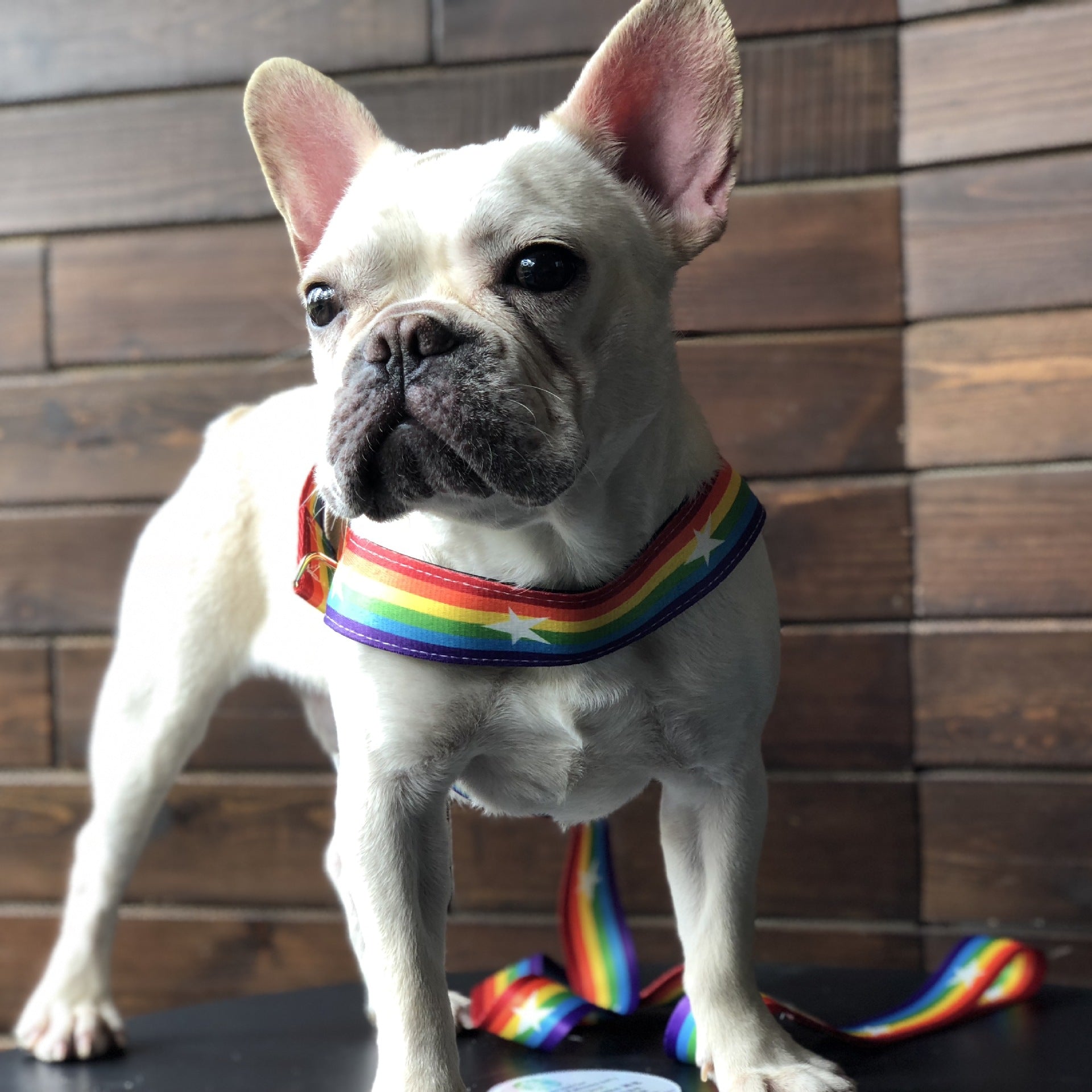 Rainbow Color Pet Chain Leash