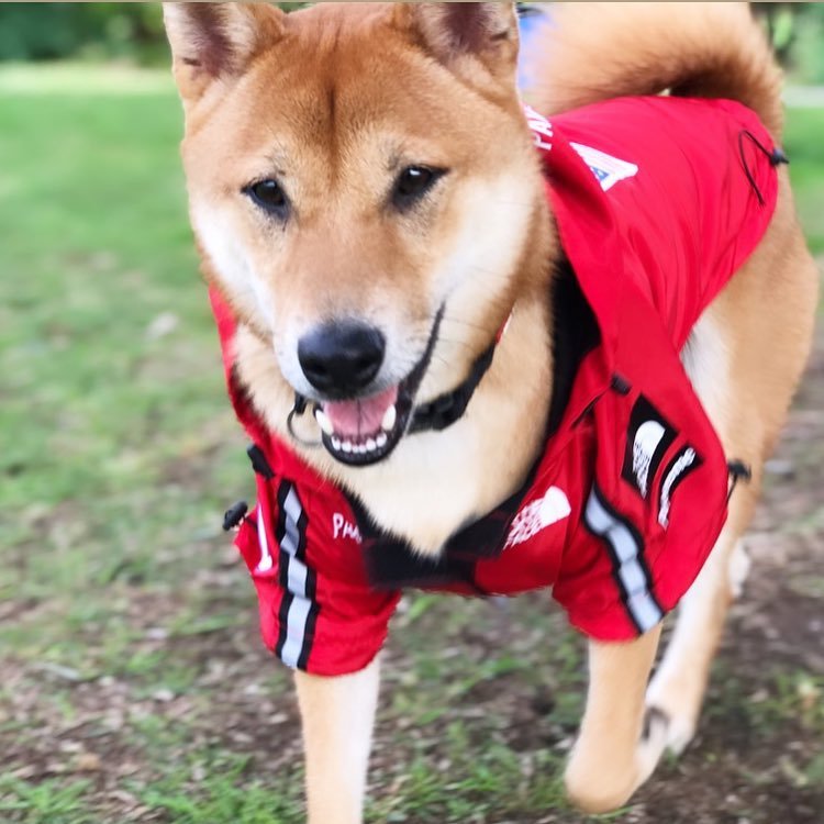 Windproof Waterproof Large Dog Raincoat