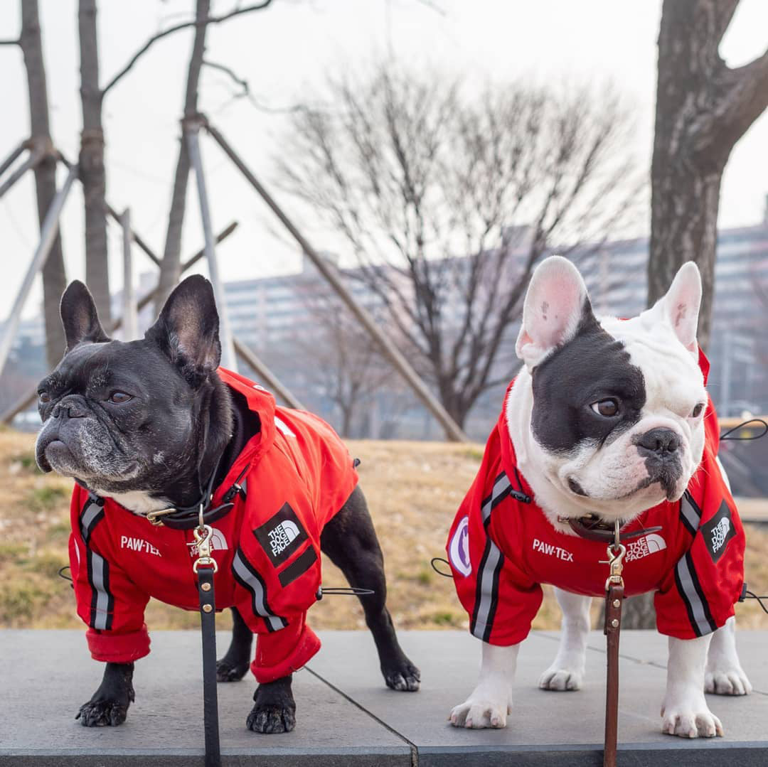 Windproof Waterproof Large Dog Raincoat