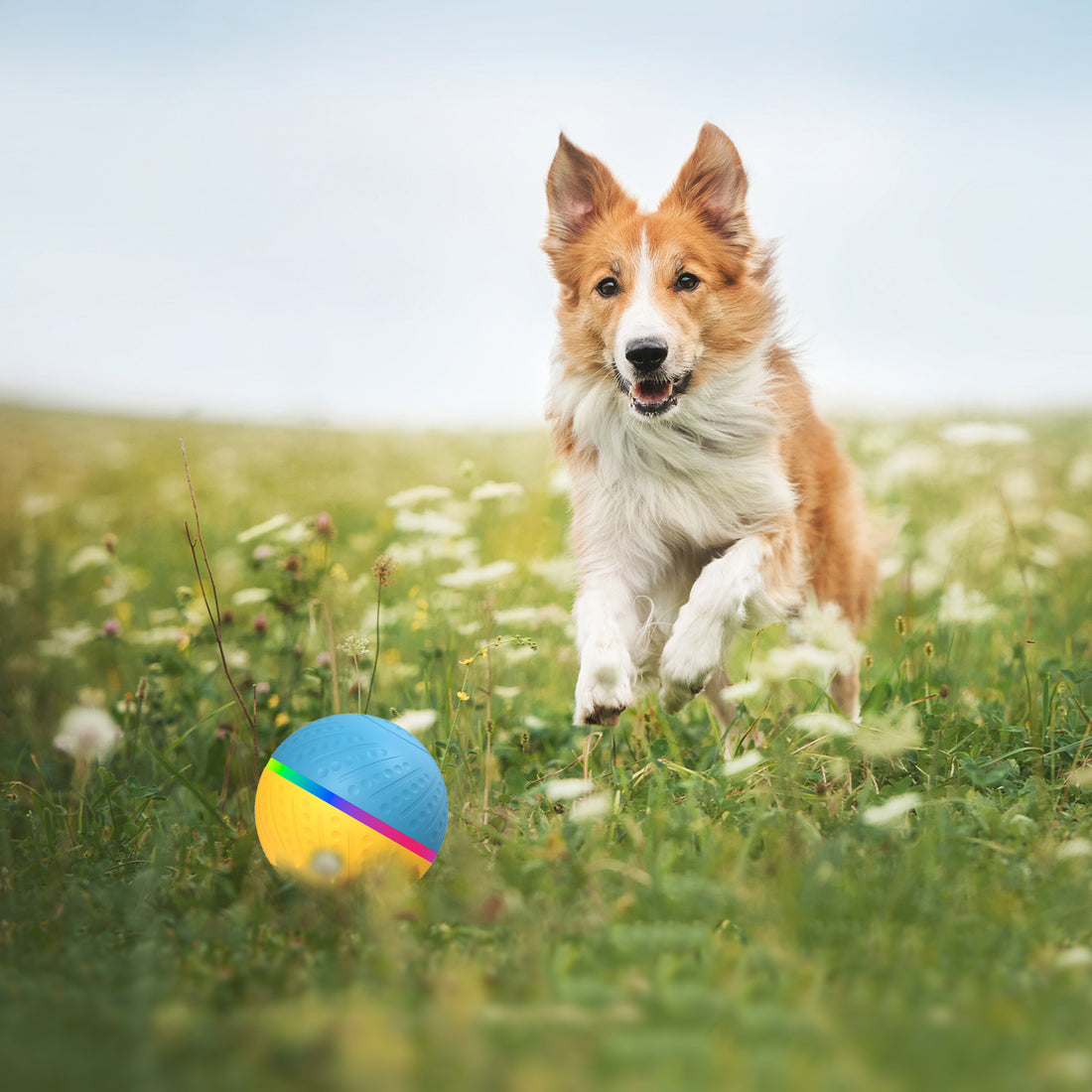 Remote Control Bite Resistant Interactive Intelligent Pet Ball Toy